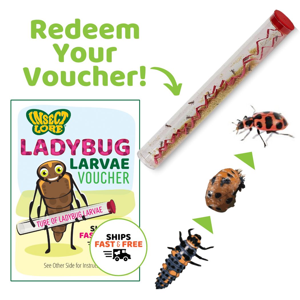 Ladybug Land