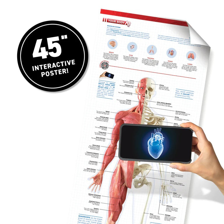 Virtual Reality Humanbody