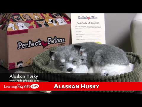Alaskan Husky Plush