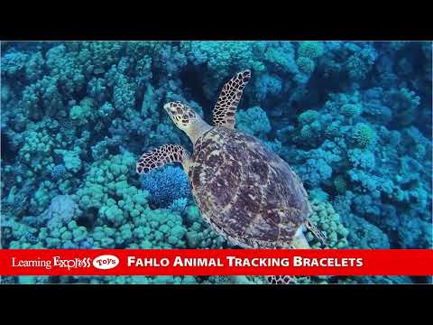 Venture Bracelet Papillae